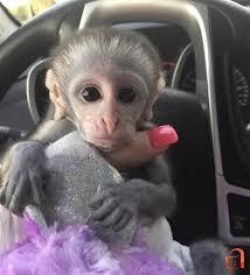 2 Baby Capuchin Monkeys 4home