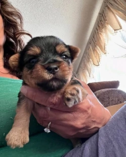 Yorkie Puppies For Adoption