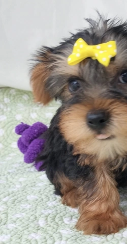 stunning yorkie puppies for sale