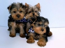 Yorkie puppies ready for their new home.