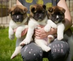Healthy male and female Akita puppies available