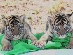 Exotic Animals for sale