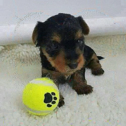 Meet Ezra, an adorable Yorkie 3308872398