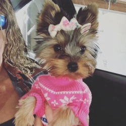 Meet Ethan, a delightful little Yorkie boy 