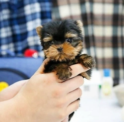 Two Adorable Teacup Yorkie Puppies For sale text at  1 319 359 3572  