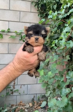 Charming Teacup Yorkie Puppies For sale 1 319 359 3572