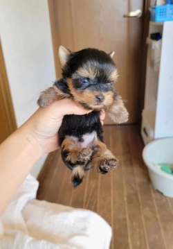 Jingle Bells  Yorkie 8 weeks 5 days old