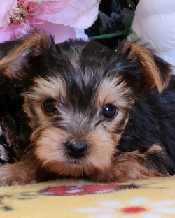  adorable,yorkie  playful little guy 3308872398