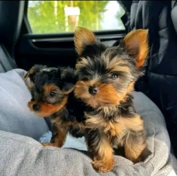 Beautiful Mini Yorkie Puppies are up for grabs petsrescueus@aol.com.