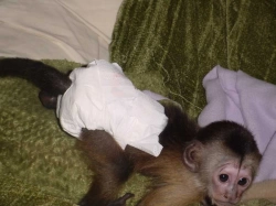 Baby Female Capuchin ready for Rehoming