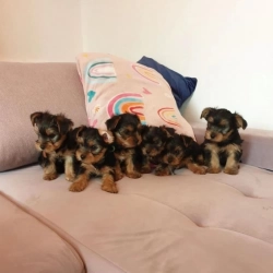 Adorable Yorkie puppies  jdidj