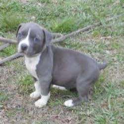 Amazing American Staffordshire Terrier Puppies