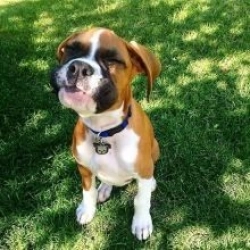 Healthy, adorable Boxer puppies available