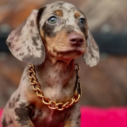 Mini dachshund puppies