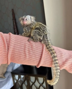 Wonderful Marmoset Monkeys For Sale