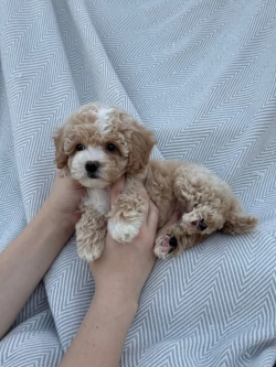 Toy Poodle