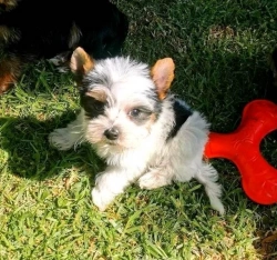 Yorkie puppies available 
