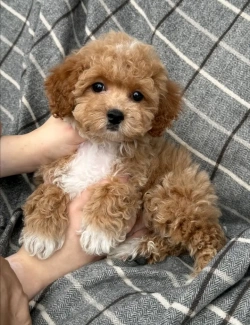 Cute Teacup Cavapoo Puppies For adoption