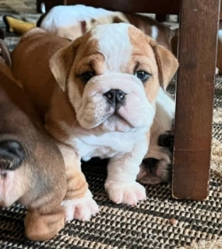Male and female English Bulldog puppies available