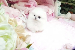 Awaresome Teacup Pomeranian Pups