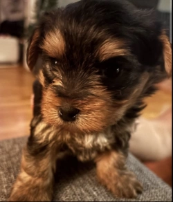Yorkshire puppies for sale 