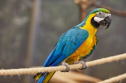  We have Awesome talking pair of Blue and Gold Macaw parrots