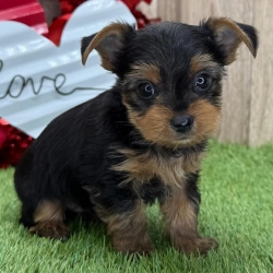 Gorgeous and playful Yorkie Puppies available 