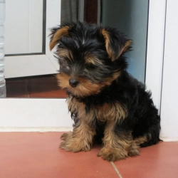 Bundle of joy Yorkie puppies 
