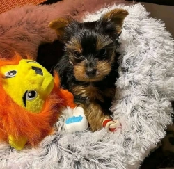Yorkie Puppies available in Rhode Island 