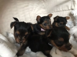 Yorkie puppies in Maryland 