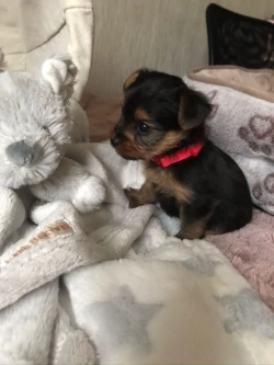 Little Yorkie puppies available for adoption 