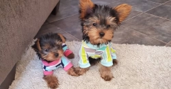 Boy  Girl Yorkies Puppies Looking 4 New Homes.. Text2133383985