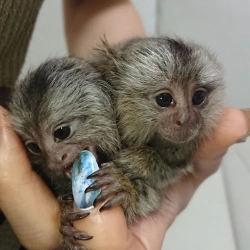 Baby capuchin and marmoset monkeys for sale