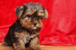 top quality Yorkie puppies 