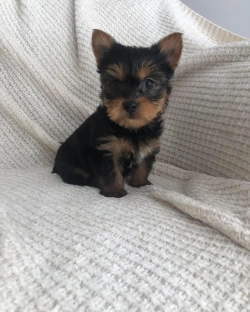 YORKIE PUPPIES 