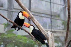  We have hand fed male and female Toco Toucan birds available 
