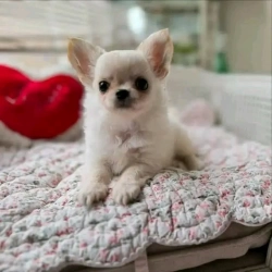 CHIHUAHUA PUPPIES FOR ADOPTION 