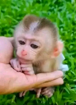 ADORABLE CAPUCHIN MONKEYS FOR ADOPTION 