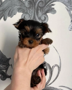 Yorkie puppies for adoption 