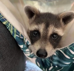 Baby raccoon for adoption 
