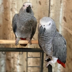 African grey parrots 