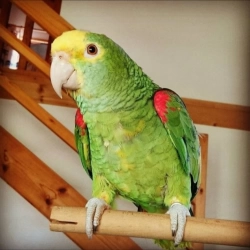 Yellow Amazon macaw 