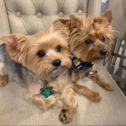 A pair of Teacup Yorkie for adoption 