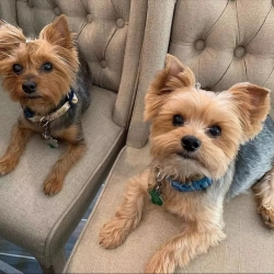 A pair of Teacup Yorkie for adoption 