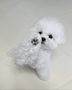 Playful Teacup Yorkie for Rehoming 