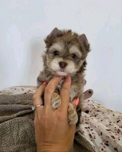 Teacup Yorkies 