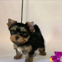 Teacup Yorkie 