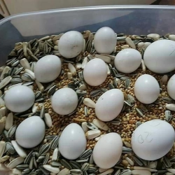 Parrot eggs available in bulk 