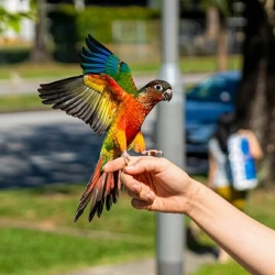 Macaw parrots for adoption 