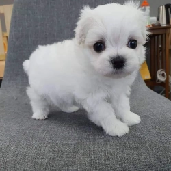 Healthy Maltese Puppies available for new home 